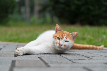 Fototapeta premium Stray cat in the park