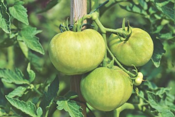 Verdant Wonder: Discover the Crisp Refreshment and Unique Flavor of Luscious Green Tomatoes, Nature's Tangy Delight