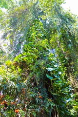 Fototapeta premium Flowers at Kings Botanical Garden in Peradeniya, Kandy, Sri-Lanka.