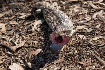 Blue-tongue lizard in an attacking pose with open mouth
