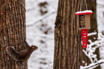 Wild Eastern gray squirrel (Sciurus carolinensis) attempting to jump from a tree to a bird feeder...