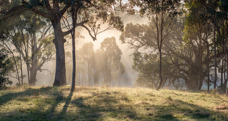 Sunrise in an Australian bush. Sunbeam coming though the fog. magical moment 