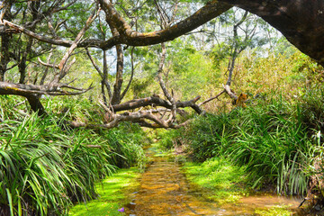 Natural cannel