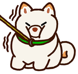 動くのを拒否する白柴