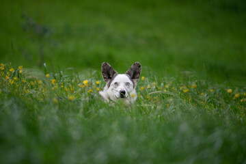  Corgi with blue eyes and big ears sitting in a long green grass with yellow flowers 