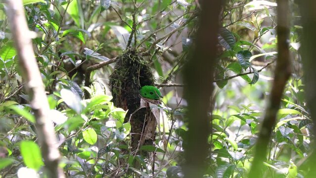 Nature wildlife Footage of Beautiful bird green broadbill sitting on a nest. Whitehead's Broadbill bird endemic of Borneo in 4k Resolution