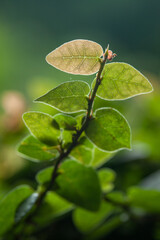 Ficus pumila backlight leaves