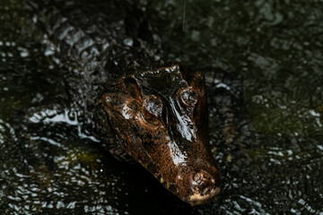 Portrait of Caiman over dark background on a rainy day from Ecuador