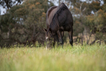 Beautiful dark brown horse on a green pasture 