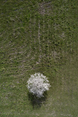  one white blooming tree growing on a on a green field drone image