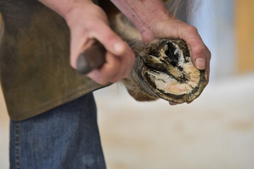 farrier trimming horse pony  problem hoof -laminitis. removing pressure from a toe