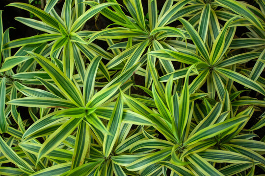 A bunch of green and yellow plants with a striped pattern