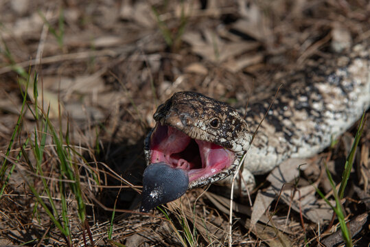 Blue-tongue lizard in an attacking pose 
