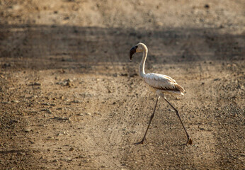 Flamingos walking on a road