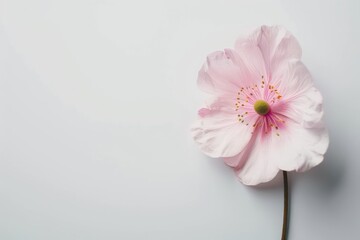 Beautiful pink flower on white background. Generate AI image