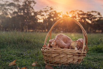 Sunset in a pine forest. Full Basket of wild mushroom standing on a ground.