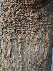 texture of mango tree bark