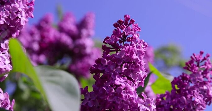 beautiful blooming lilac in spring, lilac flowers in sunny spring weather