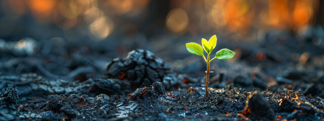 Young green plant sprouting from blackened ground, symbol of renewal and resilience. - obrazy, fototapety, plakaty