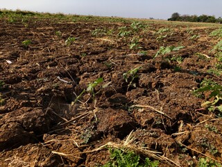 hot dry land in indonesia