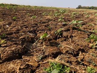 hot dry land in indonesia