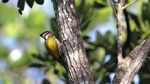 Nature wildlife common flameback woodpecker drilling bark tree finding food like insect in nature