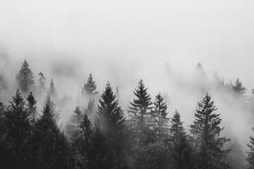 Fog enveloping a forest in minimalism