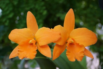 The orange color of Ryhncattleanthe 'Fuchs Orange Nugget Lea' orchids at full bloom