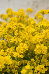 Yellow gold rock allysum flowers in front of a white wall on a spring day in Potzbach, Germany.