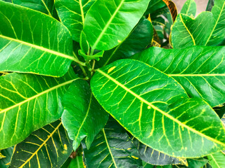 Green flower leaf background.