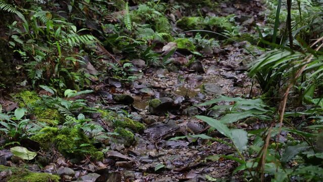 Point of view footage of nature deep rainforest jungle of Sabah, Borneo