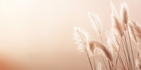 Minimalistic styled concept for bloggers with pampas grass, reeds, sunlight, and shadows, on a pastel neutral beige background.
