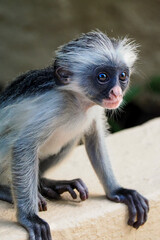 A small monkey from the Red Colobus monkeys family, found only in Zanzibar. monkeys from the vervet family, which are an endemic species