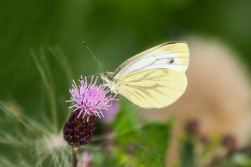 The hawthorn butterfly, Aporia crataegi, is a species of diurnal butterfly from the Pieridae family.
