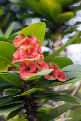 The Crown-of-Thorns bloom outdoors in September, photographed on Gulangyu Island, Xiamen, Fujian, China
