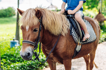 Little boy riding small horse. Summer mood bright nature. Hotel park near sea. Communication with animals