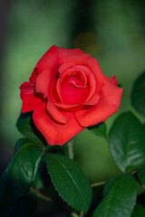 a red rose in the garden ,2024