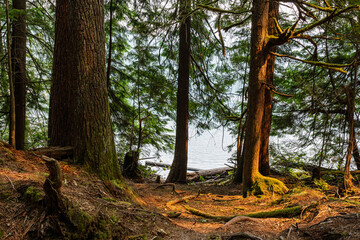 summer Canadian forest or park tree and fern