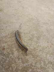 Crowds of Yellow-spotted millipedes appear on rocks with yellow and black colors spreading in...