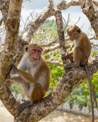 Macaque monkeys sitting in tree at the Dambulla Temple in the Central Province of Sri Lanka