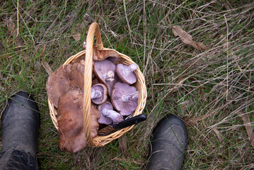 Basket with mushrooms standing between two foot 