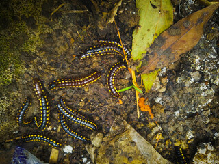 Obraz na płótnie Canvas Crowds of Yellow-spotted millipedes appear on rocks with yellow and black colors spreading in various directions during the rainy or humid season in Indonesia