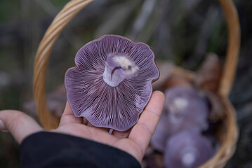 Female hand is  holding  a Blue mushroom 