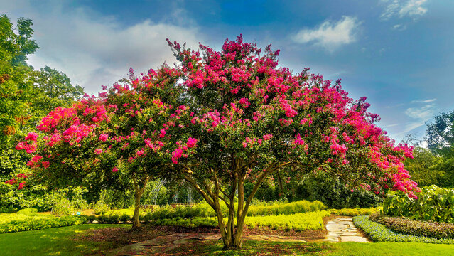 Crepe Myrtle Tree