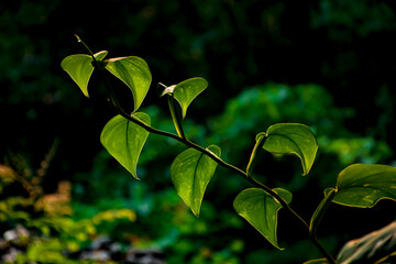 Devil's ivy in the jungle 