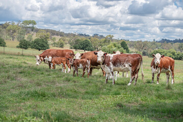 Cows with calves on a green pasture 