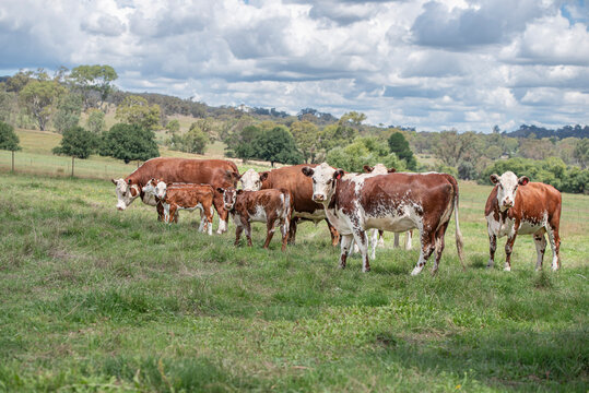 Cows with calves on a green pasture 