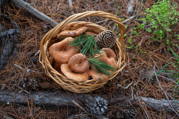 Wild mushrooms in a basket with green pine branches and cone