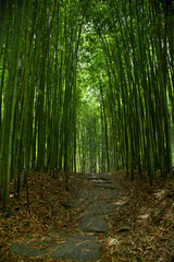 Bamboo forest in the park, South Korea