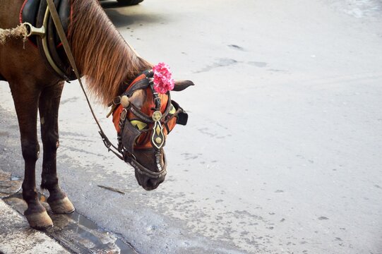 Traditional Carriage Horses With Beautiful Decorations On Their Heads Appear To Be Looking Down And Are On The Side Of The Road